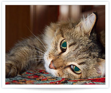 feline hyperthyroidism: a prognosis for your cat